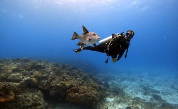 Dari Indonesia sampai Meksiko, 10 Destinasi Impian untuk Scuba Diving