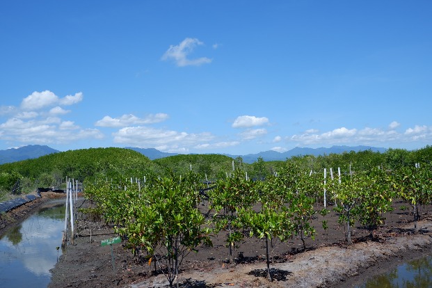 wisata mangrove di bali