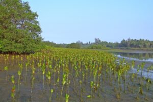 Wisata Mangrove di Budeng, Bali: Sebuah Ekowisata Berbasis Tradisi