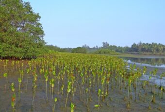 Wisata Mangrove di Budeng, Bali: Sebuah Ekowisata Berbasis Tradisi