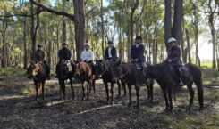 Berkuda di Jalur Sunyi Jesters Flat, Australia Barat