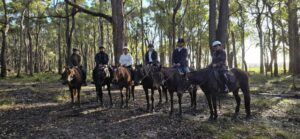 Berkuda di Jalur Sunyi Jesters Flat, Australia Barat