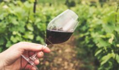 Indonesia Resmi Miliki Certified Sommelier Pertama dari Court of Master…