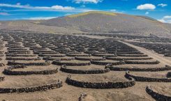 Anggur Terbaik di Tanah Legam, Lanzarote