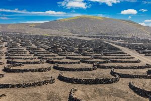 Anggur Terbaik di Tanah Legam, Lanzarote