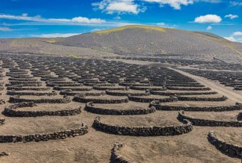 Anggur Terbaik di Tanah Legam, Lanzarote