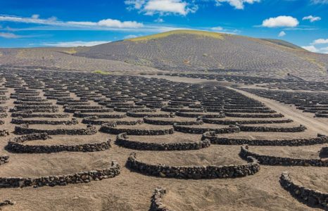 Anggur Terbaik di Tanah Legam, Lanzarote