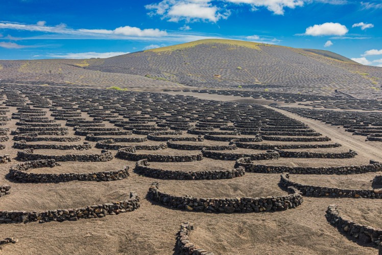 Anggur Terbaik di Tanah Legam, Lanzarote