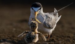Kiprah IAPVC 35 Tahun Merekam Wildlife Lewat Lensa
