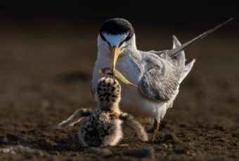Kiprah IAPVC 35 Tahun Merekam Wildlife Lewat Lensa