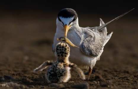 Kiprah IAPVC 35 Tahun Merekam Wildlife Lewat Lensa